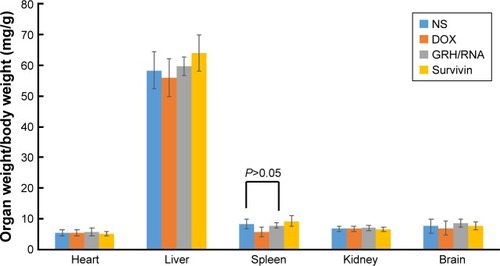 Figure 13 The organ weight/body weight.