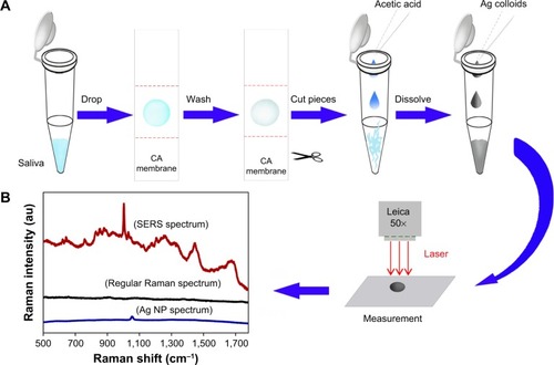 Figure 1 Schematic diagram of the preparation procedure of the saliva protein–Ag NP mixture, and a comparison of the SERS spectrum of the saliva protein–Ag NP mixtures, the regular Raman spectrum of saliva protein without Ag solution, and the blank spectrum of Ag nanoparticles (NPs).Notes: (A) The schematic diagram of the preparation procedure of saliva protein–Ag NP mixture. (B) Comparison of the SERS spectrum of saliva protein–Ag NP mixtures, the regular Raman spectrum of saliva protein without Ag solution and the blank spectrum of Ag NPs.Abbreviations: Ag, silver; CA, cellulose acetate; SERS, surface-enhanced Raman spectroscopy; NP, nanoparticle.