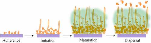 Figure 1. Four steps of C. albicans biofilm development. In the adherence step, yeast-form cells adhere to the substrate. In the initiation step, cells form microcolonies and hyphae begin to form. In the maturation step, the biofilm biomass expands. In the dispersal step, yeast-form cells are released to surrounding environment.