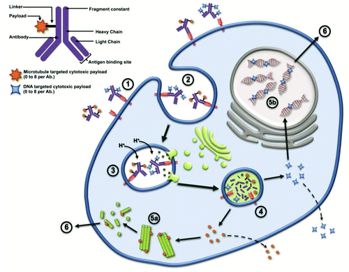 Figure 1. Two major mechanisms of action have been described for ADC, cytotoxic targets microtubules disrupting the microtubule network (5a) or DNA targeted cytotoxic enter target cell’s nucleus and binds to the minor groove of the DNA blocking replication (5b); some cytotoxic payloads are released from the cell and may cross the membrane of neighboring cells causing bystander effect killing while others do not (e.g. DM1). The ADC first enters the cell upon binding to the tumor target cell’s antigen (1); whereby the ADC-antigen complex undergoes internalization into the endosome (2); lysosomes then merge with the endosome inducing acidification and enzymatic reactions (3); the acidic environment and enzymes mediate cleavage of linkers, releasing payloads into target cell cytosol (4); Whereby the cytotoxic works on the microtubule (5a) or DNA minor groove (5b). Ultimately the damaged caused to the target cells results in apoptosis (6).
