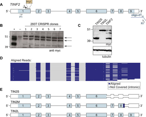 FIG 3 TIN2 has three predominant isoforms in human cells. (A) Schematic of CRISPR and PacBio experiments. Scissors indicate the location of cut site and myc tag insertion. Blue line, oligo(dT20)-adapter used for reverse transcription; F1 and R1, primers used for PacBio sequencing (reported in panels D and E). (B) Western blot of edited myc-TIN2 CRISPR clones 1 to 7. +, positive-control transfection of myc-TINF2 plasmid; −, parental cell lines. Arrows indicate three distinct bands from TIN2 isoforms. Endogenous myc is apparent in the negative-control lane and runs at a size similar to that of TIN2L. (C) Myc Western blot of overexpressed cDNA for TIN2S and TIN2L and the full-length myc-TINF2 gene. Tubulin is shown as a loading control. (D) PacBio sequencing track showing the coverage of TIN2 exons followed by aligned sequence reads shown in blue and gray. Each line represents a single read. Blue; aligned sequence; gray, not covered (introns and indels). (E) StringTie-generated TIN2 transcripts from combined data from 293T, HeLa, RPE-1, K562, and LCL cell lines showing TIN2S, TIN2L, and the new isoform, TIN2M. Light blue, coding sequence; dark blue, unique TIN2M sequence; white, untranslated region.