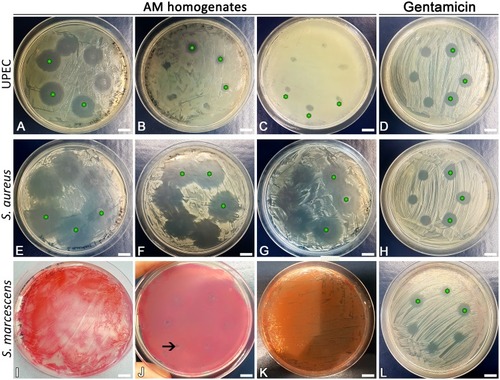 Figure 4 The effect of AM homogenate was tested with the agar diffusion method. First three images for each bacterial strain represent a different biological repeat, in which different AM homogenates were used, the last column is positive control. We applied three times of 5 μL (not marked) and 10 μL (marked with green stars) of undiluted AM homogenate or gentamicin (15 μg/mL, as a positive control) on Mueller-Hinton agar, plated with selected strains. In C, the green stars are located next to a place of application for better visibility. Clear areas of Mueller-Hinton agar are zones of inhibition. They vary in size due to the natural variability of AM homogenates. AM homogenate has inhibited the growth of UPEC (A-C) and the growth of S. aureus (E-G). The growth of S. marcescens was not affected by AM homogenate (I-K). Scale bars: 10 mm.Notes: The arrow in picture J marks a place of AM homogenate application that due to the structure and density of the homogenate appears absent of bacteria. Note that bacteria have grown over in these regions and these are therefore not the zones of inhibition.