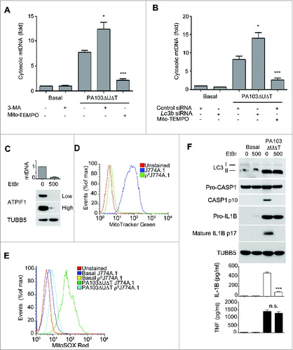 Figure 4. (See previous page.) Mitochondrial DNA release following infection and requirement for mitochondria for inflammasome activation by P. aeruginosa. (A) and (B), qPCR analysis of cytosolic mitochondrial DNA (mtDNA) relative to nuclear DNA in macrophages pretreated (A) with Mito-TEMPO (500 μM) or 3-MA (10 mM) or control or Lc3b siRNA (B) and infected with PA103ΔUΔT (MOI 25) for 4 h or uninfected (Basal) as shown. Columns show means of 3 independent determinations; error bars are SEM. (C) Mitochondrial content of J774A.1 cells exposed to ethidium bromide (EtBr) at the indicated concentration (ng/ml) measured by qPCR (normalized to untreated cells; upper panel) and immunoblot for the mitochondrial protein ATPIF1 (lower panel) at low and high exposure time; TUBB5 is shown as a loading control. (D) Mitochondrial content of control or ethidium bromide-treated J774A.1 cells (ρJ774A.1) assayed by flow cytometry of MitoTracker Green stained cells. (E) Flow cytometry of J774A.1 and ρ°J774A.1 cells left uninfected (Basal) or infected with PA103ΔUΔT (MOI 25) for 4 h and stained with MitoSOX Red. (F) J774A.1 cells grown in the absence or presence of 500 ng/ml ethidium bromide (EtBr) were left untreated (basal) or infected with PA103ΔUΔT (MOI 25) for 4 h and analyzed as described in Figure 1A. *** indicates significant differences between the levels in the presence and absence of the EtBr (500 ng/ml), P < 0.001. All data are representative of results from 2 or 3 independent experiments.