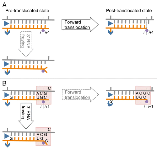 Figure 1. A model of sequence-specific pausing. (A) Pause-free elongation. RNA (orange), template DNA strand (gray), catalytic Mg2+ (magenta circle), and two RNAP domains (blue) involving 5′ RNA separation from the hybrid, i.e., Switch 3 (arrow head) and lid (triangle) domains are shown. The 3′ RNA-binding site (i) and the NTP binding site (i+1) are also indicated. (B) Elongation at the pausing site. The two sequence elements involved in transcription pausing are shown: (1) 3′ ACGC 5′ sequence in the transcribed DNA strand (grey) corresponding to the junction between the RNA-DNA hybrid and the downstream dsDNA in the elongation complex (indicated by shaded box); this sequence increases mobility/flexibility of the RNA/DNA backbones, which promotes fraying of the 3’ RNA end. (2) G residue in the RNA at the upstream end of the hybrid contributes to immobilization of the hybrid in the catalytic cleft of RNAP by interacting with the Switch 3 domain in the post-translocated state, or by interacting with the lid domain in the pre-translocated state.