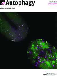 Cover image for Autophagy, Volume 12, Issue 3, 2016