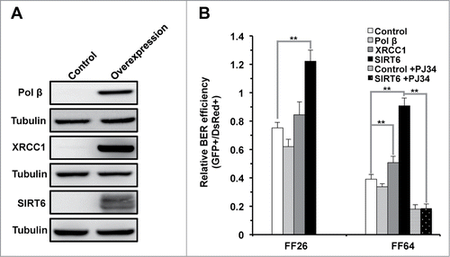 Figure 5. SIRT6 but not XRCC1 or Pol β rescues the decline of BER in old foreskin fibroblast cells. (A) Western blot analysis of XRCC1, Pol β and SIRT6 in the foreskin fibroblasts isolated from a 64 y old donor (FF 64). Vectors expressing the 3 genes were respectively transfected into the cells 24 hours before being harvested for protein extraction. Western blotting was in turn performed with the indicated antibodies. (B) SIRT6 restores the decrease of BER efficiency in the old fibroblasts in PARP1 dependent manner. Vectors expressing XRCC1, Pol β or SIRT6 with damaged pEGFP-N1 and pDsRed2-N1 were cotransfected into fibroblasts isolated from a 26 y and a 64 y old donors (FF26 and F64, respectively). Three days later, cells were harvested for FACS analysis. For PJ34 treatment experiments, PJ34 at 20 μM was supplemented to the complete growth medium for 24 hours before and 72 hours post transfection. The same transfection as Figure 4B was performed in FF64 cells. On day 3 post transfection, cells were harvested for FACS analysis. All the experiments were repeated at least 3 times. Error bars represent S.D.. ** P < 0.01