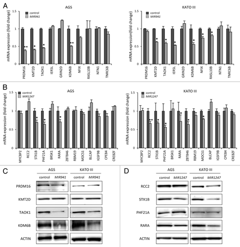 Figure 5.Candidate target genes are downregulated by MIR941 and MIR1247 mimics. (A and B) Real-time RT-PCR was performed in AGS and KATO III cells transfected with non-targeting negative control miRNA (All Star neg.), MIR941 and MIR1247 mimics with target genes listed in Table 1. *Indicates statistically significance decrease of gene expression level compared with control (P < 0.05). (C and D) Western blot analysis of target genes in AGS and KATO III cells transfected with MIR941 and MIR1247, or negative control.