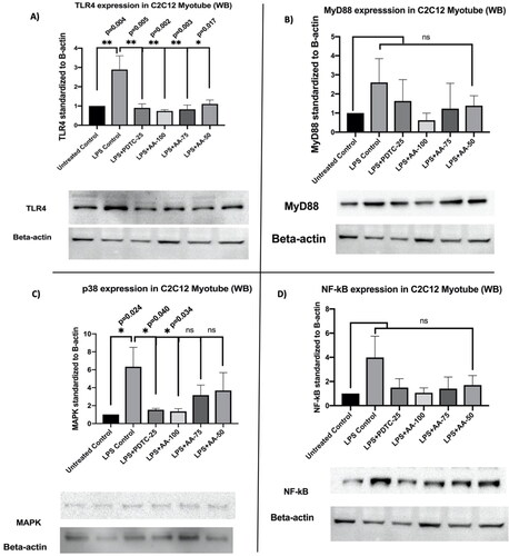 Figure 12. Changes in TLR4, MyD88, p38, and NF-κB protein expressions in C2C12 myotube upon stimulation of LPS (1 µg/mL). Representative Western blot analysis showed the expression levels of TLR4(a), MyD88(b), p38(c), and NF-κB(d). the results were analyzed in densitometric analysis by ImageLab software (BioRad). the data was normalized by β-actin when the absorbance was expressed as Mean ± SD. The n = 3 for each group where three independent experiments were performed. The untreated control was considered as 1 and the rest of the groups were normalized likewise. The dose groups were compared with control and LPS control groups by one-way ANOVA followed by a Dunnett t-test. Significance level were marked as *p < 0.05, **p < 0.01, ***p < 0.001 for the area of myotube of untreated control, LPS (1 µg/mL) + PDTC (25 µM), LPS (1 µg/mL) +AA (50, 75 and 100 µM) vs. LPS treated (1 µg/mL).