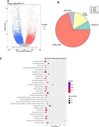 Figure 5 Differential methylation of six aorta samples from the model group versus those from the control group. (A) Volcano plot of methylation sites. Hypomethylated sites are blue and hypermethylated sites are red. Dotted lines delineate ±0.1 methylation differences and represent a threshold of 0.05 for P. (B) Distribution of differently methylated sites in the positions of genes in the model group compared with that in the control group. (C) Top-30 KEGG terms for aberrantly methylated genes in the model group.