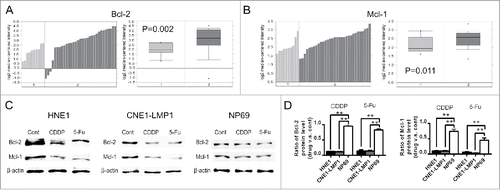 Figure 1. Bcl-2 and Mcl-1 expressions in the normal nasopharynx and NPC under normal and chemotherapeutics-treated conditions. (A and B) The mRNA expression of Bcl-2 (A) and Mcl-1 (B) in normal nasopharynx samples (group 1, n = 10) and NPC samples (group 2, n = 31) from a public microarray data set was analyzed by Oncomine platform. (C and D) HNE1, CNE1-LMP1 and NP69 cells were processed by CDDP (2 μM) and 5-Fu (10 μM). After 24 hours, protein level of Bcl-2 and Mcl-1 in the indicated groups was detected with western blot (C). Fold reduction of Bcl-2 (Left) and Mcl-1 (Right) protein level (drug v.s. untreated) in the indicated cells after CDDP and 5-Fu treatments was presented in graphs. The data are shown as mean ± SEM (n = 3; **, P < 0.01).