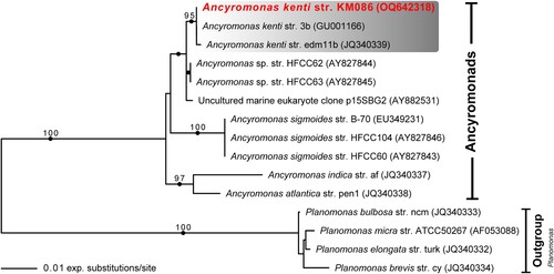 Figure 6. Maximum likelihood phylogenetic tree inferred from 18S rDNA sequences of genus Multimonas, including M. media strain JS004, with various other apusomonad genera as outgroups. Ultrafast bootstrap support values (> 95%) are shown at nodes. Solid circles indicate Bayesian posterior probability of 1.