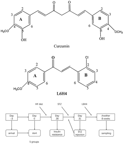 Figure 1 The structure of curcumin, L6H4, and the timeline of the experiment.
