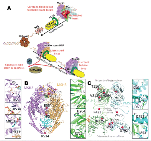 Figure 1. (A) Basic schematic of the MMR pathway in replication-coupled repair. During DNA replication, a misincorporation of nucleotide(s) results in the creation of mismatched base(s) in the daughter strand of the DNA. If DNA polymerase fails to recognize and correct the misincorporated base pair(s), the post -replicative MMR pathway is activated. A MutS heterodimer, incorporating MSH2 with MSH6 (MutSα) or MSH3 (MutSβ), recognizes the mismatch, and recruits MutLα (a MLH1 heterodimer PMS2) to nick the daughter strand at either the 3′- or -5′ end, depending on the location of the mismatch. Nicks in DNA are extended by Exo1, after which the DNA replication machinery fills in the correct base(s) and DNA ligase connects the new sections of the DNA. (B) Mapping of variants/mutants on MMR protein structures. Panels: A. Cartoon representation of MutSα. Purple: MSH2. Orange: MSH6. Magenta spheres: mutation sites. Cyan: dsDNA. Gray sphere and blue sticks: Mg2+ and ADP. (B) Cartoon representation of MutLα, with N-terminal domain on top and C-terminal domain below. Unstructured linker arms are represented as dashed lines and are not to scale. Green: MLH1. Cyan: PMS2. Magenta spheres: mutation sites. Cyan: dsDNA. Gray sphere and orange sticks in N-terminal domain: Mg2+ and ADP. Orange sticks on C-terminal domain: EXO1 fragment. C-G. Zoomed-in MSH2 mutations. H-K. Zoomed-in MLH1 mutations. L-O. Zoomed-in PMS2 mutations.