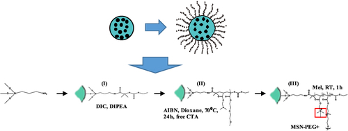 Figure 4 Schematic illustration for the production of MSNs grafted with a copolymer of positively charged quaternary amines and PEG using RAF and addition-fragmentation equilibria during RAFT polymerization. (I) Immobilization of the RAFT agent using the equal molar quantity of diisopropylcarbodiimide(DIC) and diisopropylethylamine(DIPEA) as catalysts, (II) The RAFT polymerization of PEGMA and PDMAEA at 70 °C under an argon atmosphere in the presence of 2.2′-azobis(isobutyronitrile) (AIBN), and (III) The final product, namely as MSN-PEG+. Data from Sahoo et al.Citation65