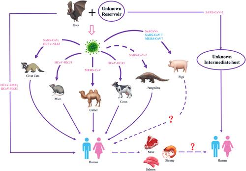 Figure 1 Cross-species transmission of human-related coronaviruses. The dashed line indicates potential but unknown transmission. The question mark means potential but no evidence of transmission.