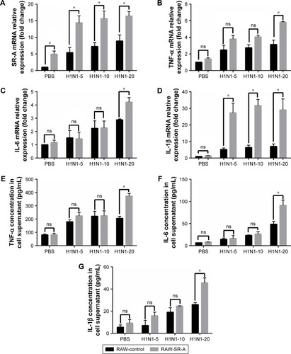 Figure 8 RT-qPCR and ELISA results of RAW-SR-A and RAW-control cells stimulated by H1N1 influenza.