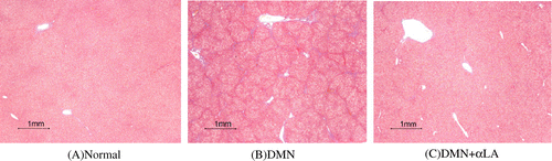 Fig. 3. Histological analysis of liver sections.