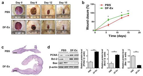 Figure 3. DF-Ex accelerated cutaneous wound healing in diabetic rats. (a) Representative images of wound healing process at day 0, 6, 12, and 15. (b) Wound closure rates of two groups were analyzed at day 6, 12, and 15 (n = 6). (c) Images of whole skin sections with HE staining harvested at day 15 (scale bar = 1000 μm). (d) The protein levels of PCNA, Bcl-2 and Bax were analyzed through western blotting at day 15 (n = 3). (b, d) *p < 0.05, **p < 0.01, ***p < 0.001