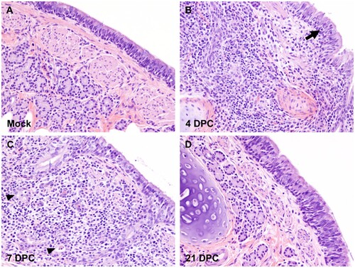 Figure 3. Histopathology of bronchi. Histological findings in the main bronchi of mock (A) and SARS-CoV-2 experimentally infected (B-D) cats. Histologic changes and their progression are similar to those observed in the trachea, with multifocal, widespread, mild to moderate lymphocytic and neutrophilic adenitis noted at 4 DPC (B) and 7 DPC (C). Necrotic debris within distorted submucosal glands are indicated with arrowheads (C), and few transmigrating lymphocytes are indicated with an arrow (B). No histologic changes are noted at 21 DPC (D). H&E. Total magnification: 200X.