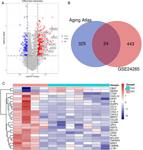 Figure 2 Identification of differentially expressed aging-related genes in ICH. (A) Volcano plot of DEGs with ICH-specific aging-related genes labeled; (B) Venn diagram of ICH-specific aging-related genes. (C) Heatmap of 24 ICH-specific aging-related genes. ICH, intracerebral hemorrhage; DEGs, differentially expressed genes.