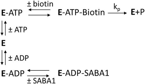 Scheme 2. Reaction scheme showing SABA1 binding to the ADP-bound enzyme.