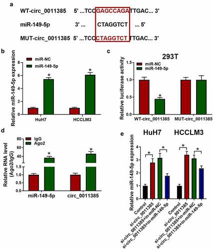 Figure 3. Circ_0011385 served as a sponge for miR-149-5p. (a) Predicted binding regions of miR-149-5p with WT or MUT circ_0011385. Cells were transfected with miR-149-5p mimics or miR-NC (negative control) (b) Transfection efficiency of miR-149-5p mimics plasmid was measured by qRT-PCR in HuH7 and HCCLM3 cells. (c) The interaction of circ_0011385 and miR-149-5p was verified by dual-luciferase reporter assay in HEK-293 T cells (*P < 0.05 vs. miR-NC group). (d) Ago2 RNA immunoprecipitation (RIP) assay was used for detection of the amount of miR-149-5p and circ_0011385 in HEK-293 T cells (*P < 0.05 vs. IgG group). (e) HuH7 and HCCLM3 were interfered as indicated with circ_0011385 siRNA or miR149-5p inhibitors. Relative expression of miR-149-5p was shown by qPCR detection. Data were presented as mean±SEM (n ≥ 3)