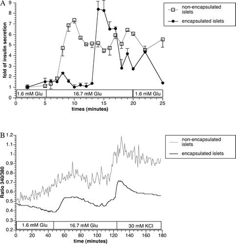 Figure 2.  In vitro dynamic insulin secretion (A) and intracellular Ca2 +  measurement (B) with non-encapsulated control and encapsulated islets. Values were presented as mean±SEM from three independent experiments.