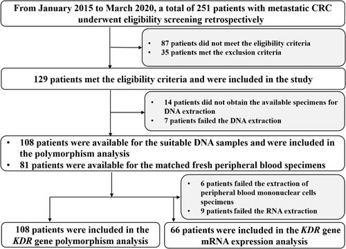 Figure 1 The flow chart of retrospective study for the influence of KDR genetic variation on the efficacy and safety of patients with chemotherapy refractory metastatic CRC receiving apatinib monotherapy.
