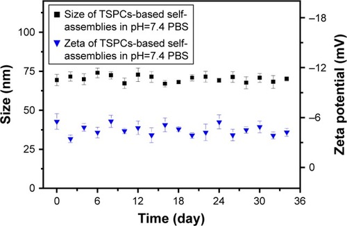 Figure 4 Size stability testing of TSPCs-based self-assemblies.Note: Change tendency of size and zeta potential within approximately 1 month.Abbreviation: TSPCs, targeted supramolecular prodrug complexes.