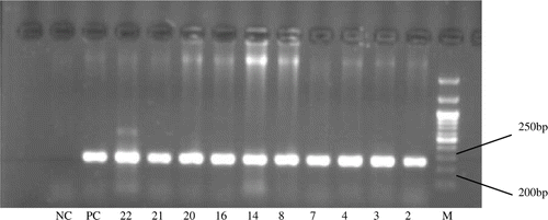 Figure 3.  PCR products amplified with the primers (1 and 2), separated on 2% agarose gel and stained with EB. *DNA mixed pool from these 10 females (Sample 2, 3, 4, 7, 14, 16, 20, 8, 21 and 22) with the 210 bp female-specific band served as positive control (Lane PC), and DNA pool from 18 individuals without female-specific bands as negative control (Lane NC). Lane M: DNA marker. The 10 females included: two B. pavonina, one G. grus, three G. japonensis, three G. leucogeranus and one G. vipio.