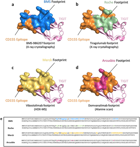 Figure 5. Binding epitope of CD155 and antibody footprints on TIGIT. The footprints of (a) BMS-986207, (b) Tiragolumab,Citation19 (c) Vibostolimab,Citation20 and (d) DomvanalimabCitation21 are highlighted in blue, green, yellow, and hot pink. TIGIT is represented as pink ribbon and the CD155 epitope is displayed as orange surface in all models. (e) the epitope residues for each antibody are color coded in the human TIGIT ECD sequence.