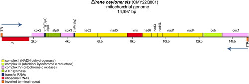 Figure 2. The genome map of Eirene ceylonensis (voucher CMY22Q801) mitogenome.