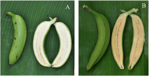 Figure 1. Appearance of mature (green) fruit pulp of banana cultivars with contrasting pVAC content. A: low (<2 ug g−1 f.w.) pVAC M’chare cultivar ITC1544 Mlelembo. B: high (<12 ug g−1 f.w.) pVAC plantain cultivar ITC0519 Obubit Ntanga green mutant.