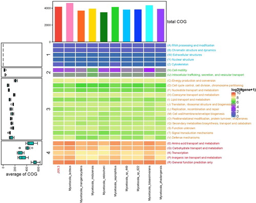 Figure 6. Comprehensive analysis of genomic Clusters of Orthologous Groups (COG) annotations for JXN-3 and other members of the genus Mycetocola.