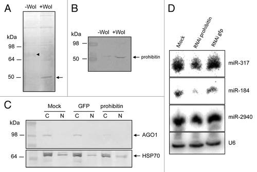 Figure 5. Prohibitin associates with AGO1. (A) Immunoprecipitation of AGO1 in -Wol and +Wol cells. A 50 kDa protein (arrow) was found in considerably higher quantities in +Wol cells and a 72 kDa (arrowhead) protein in much less quantities in +Wol cells. (B) Western blot analysis of -Wol and +Wol cells to detect prohibitin. (C) AGO1 protein levels in mock, GFP and prohibitin dsRNA-transfected +Wol cells; hsp70 shows equal loading. (D) Northern blot hybridization with three different miRNA probes in mock, prohibitin RNAi, and GFP RNAi in +Wol cells. The same blot was washed with 0.1% boiling SDS for stripping and reused for other probes. U6 shows equal loading.