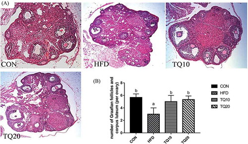 Figure 7. Histopathological evaluation by hematoxylin and eosin (HE) in the ovarian tissues of all experimental groups (10X). (A) Representative hematoxylin and eosin of ovarian tissues from CON, HFD, TQ10, TQ20 non-reproductive females after 28 weeks on diets. (B) The columns showed that TQ20 increased the number of Graafian follicles and corpus luteum per ovary. (p) primary follicle; (SF) secondary follicle; (A) antral follicle; (AF) atretic follicle; (GF) Graafian follicles; (CL) corpus luteum; (O) ovulated oocyte. Significant differences between various groups were determined by one-way analysis ANOVA test. Data are expressed as mean ± SD of n = 3/group and values were considered significantly different at p < 0.05. Different letters show significant differences between the groups at p < 0.05. CON: control. HFD: high-fat diet. TQ10: high-fat diet+ thymoquinone 10% ppm. TQ20: high-fat diet+ thymoquinone 20% ppm.