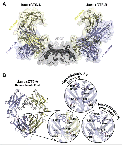 Figure 9. Crystal structure of the JanusCT6–VEGF complex at 2.15 (Å) resolution (PDB: 5O4E). (A) Surface and cartoon representation of the JanusCT6–VEGF complex. Each of the 2 CT6 chains (yellow) of JanusCT6-A and JanusCT6-B is binding to the opposite poles of the homodimeric VEGF molecule (gray). The non-binding Fc-wt chains are colored in violet. (B) Close-up view on heterodimer mutations in the CH3 domains interface of JanusCT6 (yellow and violet) and the heterodimeric Fc variant (violet, PDB: 4BSW)Citation23 in comparison to the respective residues found at the interface of homodimeric Fc-wt (PDB: 5JII).Citation12