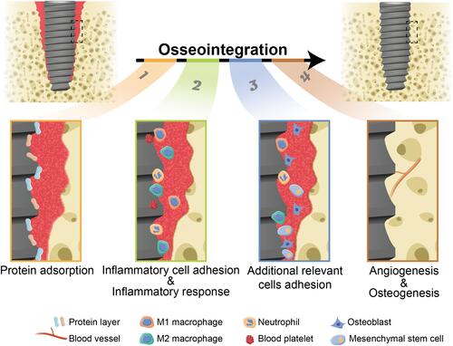 Figure 1 Schematic illustration of the implant-bone osseointegration process. According to different pivotal biological processes, we define osseointegration into four stages: protein adsorption, inflammatory cell adhesion/inflammatory response, additional relevant cells adhesion, and angiogenesis/osteogenesis. The biological process in each stage has close relation with the titanium implant surface. It should be noted that although the stage “angiogenesis” is categorized as the last stage, it indeed runs through the entire osseointegration process.