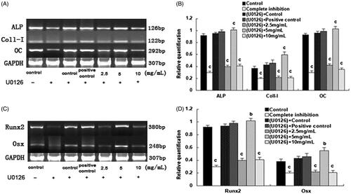 Figure 3. The effect of SPC-I on the gene expression of osteogenesis markers and gene and osteogenesis transcription regulation gene (with U0126).