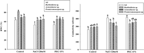 Figure 1. Effects of PGPRs' association with cucumber plants on the water potential and electrolytes leakage, under abiotic stress. Cucumber plants were inoculated with PGPRs namely B. cepacia, Promicromonospora sp., and A. calcoaceticus. The cucumber plants received salinity (120 mM NaCl) and drought (15% PEG) stress. For each set of treatment, the different letter indicates significant differences (P < 0.05) as evaluated by Duncan multiple range test. Error bars refer to SE of three replications comprising 27 plants.
