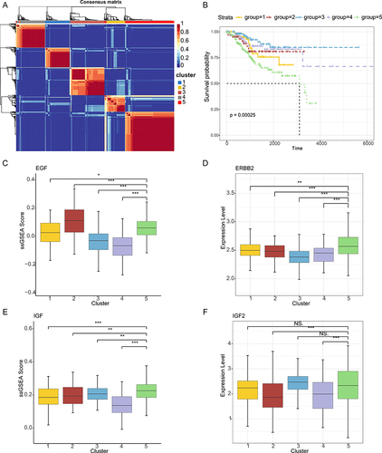 Figure 8 Molecular subtypes of EC. (A) Heat map showing the consensus matrix of EC patients. (B) The overall survival curves based on EC patients data, stratified by the expression patterns of ligand-receptor pairs. (C) Boxplots showing the EGF pathway activities in patients of different EC clusters. (D) Boxplots showing the expressions of ERBB2 in patients of different EC clusters. (E) Boxplots showing the IGF pathway activities in patients of different EC clusters. (F) Boxplots showing the expressions of IGF2 in patients of different EC clusters.