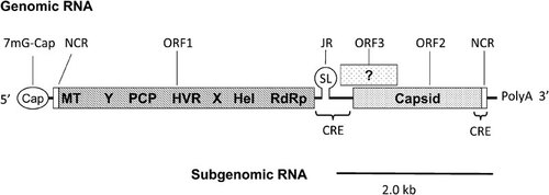 Figure 2 A schematic diagram of the genomic and subgenomic organization of the HEV genome. The three ORFs are labeled and shown as boxes with the putative ORF1 domains indicated inside the box. Modified from Cao et al. (2010).Citation22 CRE, cis-reactive element; Hel, helicase; HEV, hepatitis E virus; HVR, hypervariable region; JR, junction region; MT, methytransferase; NCR, noncoding region; ORF, open reading frame; PCP, a papain-like cysteine protease; RdRp, RNA-dependent RNA polymerase; SL, stem–loop structure; X, macro domain; Y, Y domain.