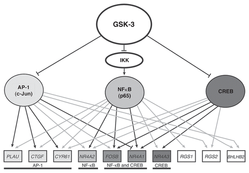 Figure 2 GSK-3 transcriptional network in quiescent cells. Grey and black arrows indicate positive ChIP binding by the indicated transcription factor. Black arrows indicate that siRNA against the transcription factor blocked induction of the gene upon direct inhibition of GSK-3 using the small-molecule inhibitor SB-216763. The blunt-ended line between AP-1 and NR4A1 indicates an inhibition of induction in the presence of AP-1. RND3 and CCL8 are excluded, as no functional connections could be established with AP-1, NFκB or CREB.