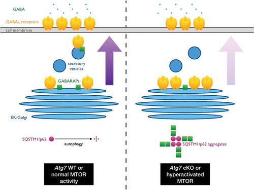 Figure 1. SQSTM1/p62 aggregates link MTOR and GABA signaling. Under normal physiological conditions, GABARAP family proteins mediate the trafficking of GABAA receptors from the ER-Golgi to the cell surface of neurons to receive inhibitory signals from GABAergic interneurons. However, in autophagy-deficient or MTOR-hyperactivated neurons, SQSTM1/p62 accumulates and forms protein aggregates, which in turn sequester GABARAPs. As the conformational status and subcellular localization of GABARAPs are altered by this co-aggregation event, their ability to mediate GABAA receptor trafficking is reduced and thus the affected neurons become hyperactive due to a loss of inhibitory inputs. The resulting shift in excitatory-inhibitory balance in turn contributes to the autistic-like behavioral abnormalities exhibited by autophagy-deficient mice and mouse models or ASD patients with hyperactivated MTOR signaling due to mutations in upstream regulatory molecules such as PTEN and TSC1/2.