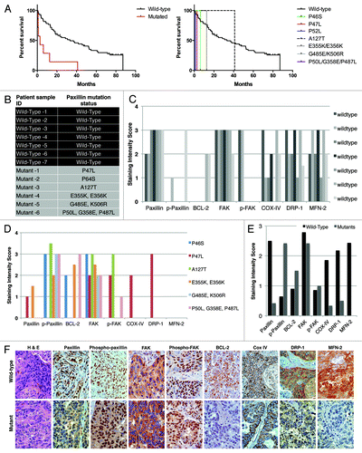 Figure 6. (A) Survival outcome analysis in NSCLC patients with wild-type versus mutated PXN. Left and right graphs show overall and individual mutant survival curves, respectively. The relative expression of PXN, p-PXN, BCL-2, FAK, phospho-FAK, Cox IV, DRP-1, and MFN-2 was evaluated by IHC on two sets of samples; seven NSCLC patient samples bearing wild-type PXN and six NSCLC patient samples that were identified to have various PXN mutations as shown in (B). (C and D) represent the averaged staining intensity scores among all WT and all mutants. (E) Shows graph of staining intensity scores of the proteins assayed as expressed in the cytoplasm of the cells. (F)The panel shows photographs of IHC stains represented in one wild-type and one mutant sample.