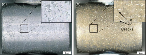 Figure 3. Optical image of salted C-ring exposed for 50 hours in (a) Air, and (b) 50 ppm SO2 – Air.