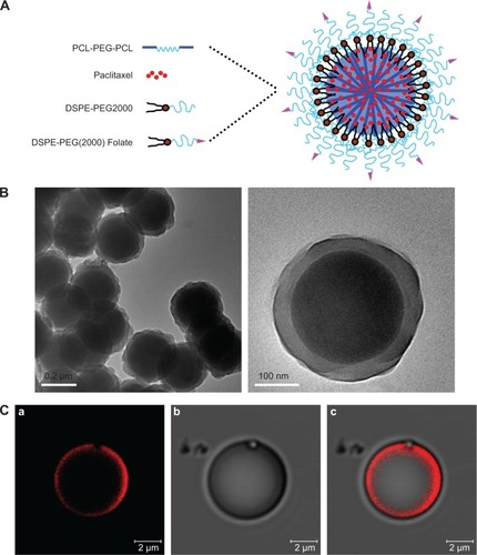 Figure 2 Characterization of PTX-loaded folate targeted nanoparticles of mixed lipid-shell and polymer core (FLPNPs).Notes: (A) Schematic illustration of the formulation of PTX-loaded FLPNPs. (B) TEM image of PTX-loaded FLPNPs (left scale bar =200 nm, right scale bar =100 nm). (C) Confocal laser scanning fluorescence image of rhodamine-PE labeled PTX-loaded FLPNPs (scale bar =2 μm): (a) Rhodamine channel, (b) Transmitted light, (c) Merged.Abbreviations: FLPNPs, folate modified lipid-shell and polymer-core nanoparticles; PCL-PEG-PCL, poly(ε-caprolactone)–poly(ethylene glycol)–poly(ε-caprolactone); DSPE-PEG2000, 1,2-distearoyl-sn-glycero-3-phosphoethanolamine-N-[methoxy (polyethylene glycol)-2000]; PTX, paclitaxel; TEM, transmission electron microscopy.