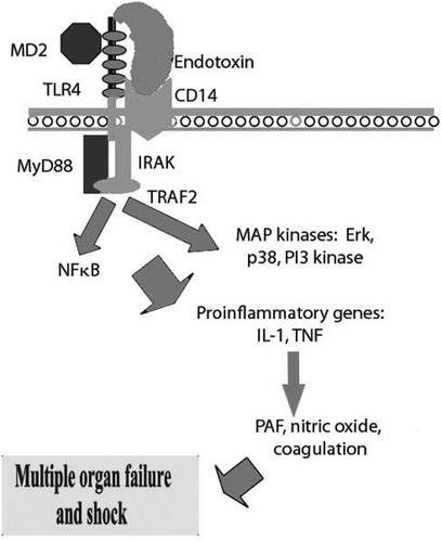 Figure 1. A simplified illustration of the relationship between endotoxin and immune host cells. adapted from Marshall JC [Citation3].MD2: myeloid differentiation factor-2; TLR4: Toll-like receptor 4; MyD88: myeloid differentiation factor 88; IRAK: interleukin receptor-associated kinase; TRAF2: tumor necrosis factor receptor-associated factor 2; NFκB: nuclear factor κB; MAP: mitogen-activated protein; IL-1: interleukin 1; TNF: tumor necrosis factor; PAF: platelet-activating factor.