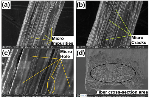 Figure 6. (A-d) SEM images of AAS fiber with different magnification and cross-section.
