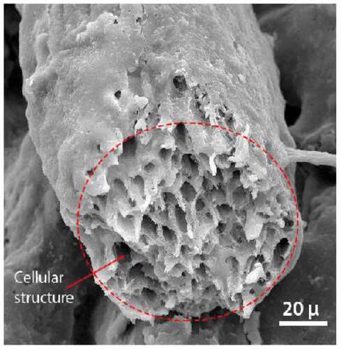 Figure 10. SEM image of the cellular structure of DPF [24].